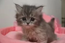 ミヌエット(長足)【東京都・女の子・2025年9月12日・ブルーパッチドタビー&ホワイト】の写真6