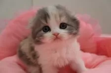 スコティッシュフォールド(折れ耳)【東京都・女の子・2025年1月29日・ダイリュートキャリコ】の写真6