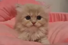 スコティッシュフォールド(立ち耳)【東京都・男の子・2025年10月23日・クリームタビー】の写真6