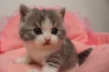 スコティッシュフォールド(立ち耳)【東京都・男の子・2025年10月23日・ブルータビー&ホワイト】の写真6