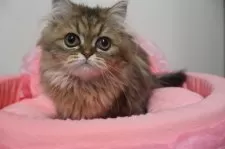 ペルシャ(チンチラ)【東京都・女の子・2025年6月20日・チンチラゴールデン】の写真6