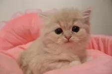 スコティッシュフォールド(立ち耳)【東京都・女の子・2025年10月24日・クリームタビー】の写真6