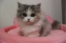 スコティッシュフォールド(立ち耳)【東京都・女の子・2025年8月15日・ダイリュートキャリコ】の写真6