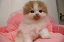 スコティッシュフォールド(折れ耳)【東京都・男の子・2025年12月12日・レッドタビー&ホワイト】の写真6