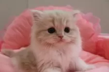 スコティッシュフォールド(立ち耳)【東京都・女の子・2025年1月17日・クリームタビー&ホワイト】の写真6