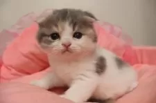 スコティッシュフォールド(折れ耳)【東京都・女の子・2025年10月4日・ダイリュートキャリコ】の写真6