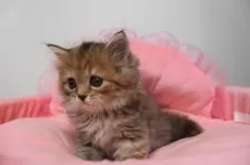 スコティッシュフォールド(立ち耳)【東京都・女の子・2025年9月20日・ブラウンパッチドタビー】の写真6