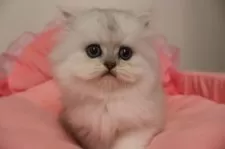 ペルシャ(チンチラ)【東京都・男の子・2025年10月17日・チンチラシルバー】の写真6