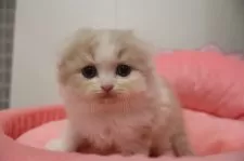 スコティッシュフォールド(折れ耳)【東京都・女の子・2025年9月7日・クリームタビー&ホワイト】の写真7