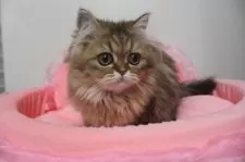 ペルシャ(チンチラ)【東京都・女の子・2025年6月20日・チンチラゴールデン】の写真7