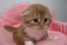 スコティッシュフォールド(折れ耳)【東京都・女の子・2025年10月23日・レッドタビー&ホワイト】の写真7