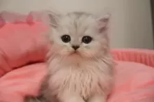 ペルシャ(チンチラ)【東京都・女の子・2025年9月13日・チンチラシルバー】の写真7