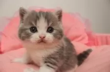 スコティッシュフォールド(立ち耳)【東京都・男の子・2025年10月23日・ブルータビー&ホワイト】の写真7