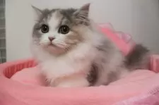 スコティッシュフォールド(立ち耳)【東京都・女の子・2025年8月15日・ダイリュートキャリコ】の写真7