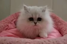 ペルシャ(チンチラ)【東京都・男の子・2024年10月25日・チンチラシルバー】の写真3