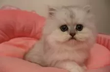 ペルシャ(チンチラ)【東京都・男の子・2025年10月17日・チンチラシルバー】の写真7