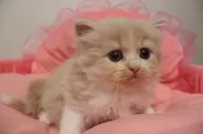 スコティッシュフォールド(立ち耳)【東京都・女の子・2025年10月12日・クリームタビー&ホワイト】の写真7