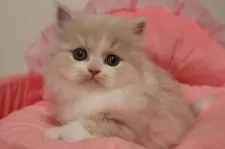 スコティッシュフォールド(立ち耳)【東京都・女の子・2026年1月24日・クリームタビー&ホワイト】の写真8