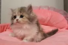 スコティッシュフォールド(立ち耳)【東京都・女の子・2025年9月5日・ダイリュートキャリコ】の写真8