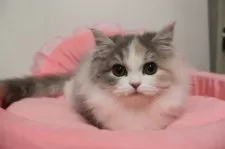 スコティッシュフォールド(立ち耳)【東京都・女の子・2025年8月15日・ダイリュートキャリコ】の写真8