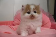 スコティッシュフォールド(立ち耳)【東京都・男の子・2025年12月12日・レッドタビー&ホワイト】の写真8