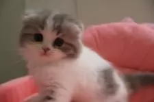 スコティッシュフォールド(折れ耳)【東京都・女の子・2025年5月22日・ダイリュートキャリコ】の写真8