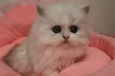 ミヌエット(短足)【東京都・男の子・2025年12月6日・シルバーティックドタビー&ホワイト】の写真8