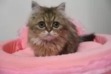 ペルシャ(チンチラ)【東京都・女の子・2025年6月20日・チンチラゴールデン】の写真8