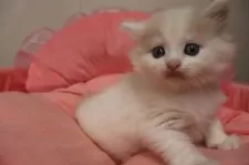 ノルウェージャンフォレストキャット【東京都・男の子・2025年9月7日・クリームタビー&ホワイト】の写真8