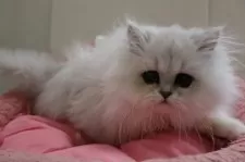 ペルシャ(チンチラ)【東京都・男の子・2024年10月25日・チンチラシルバー】の写真4