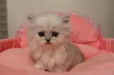 ミヌエット(長足)【東京都・女の子・2025年8月30日・チンチラシルバー】の写真9