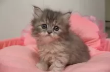 ミヌエット(長足)【東京都・女の子・2025年9月12日・ブルーパッチドタビー&ホワイト】の写真9