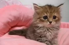 スコティッシュフォールド(立ち耳)【東京都・女の子・2025年9月20日・ブラウンパッチドタビー】の写真9