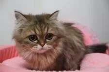 ペルシャ(チンチラ)【東京都・女の子・2025年6月20日・チンチラゴールデン】の写真9