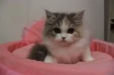 スコティッシュフォールド(立ち耳)【東京都・女の子・2025年8月15日・ダイリュートキャリコ】の写真9