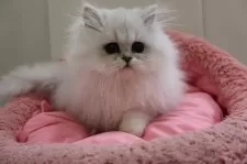 ペルシャ(チンチラ)【東京都・男の子・2024年10月25日・チンチラシルバー】の写真5