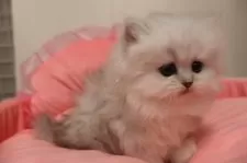 ペルシャ(チンチラ)【東京都・女の子・2025年9月26日・チンチラシルバー】の写真9