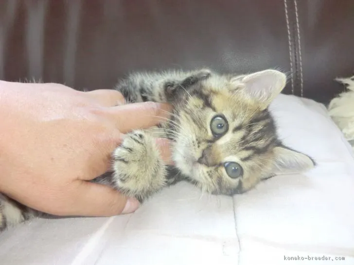 マンチカン【茨城県・男の子・2017年8月1日・ブラウンタビー(長足)】の写真1「９/13撮影」