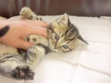 マンチカン【茨城県・男の子・2017年8月1日・ブラウンタビー(長足)】の写真3