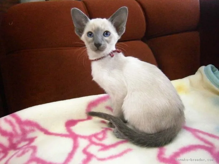 ID:1811-00536の子猫