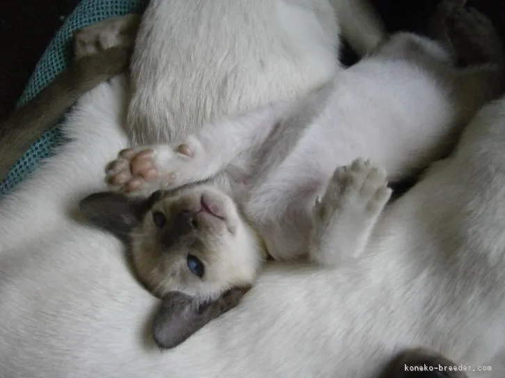 パトラ 様のお迎えした子猫