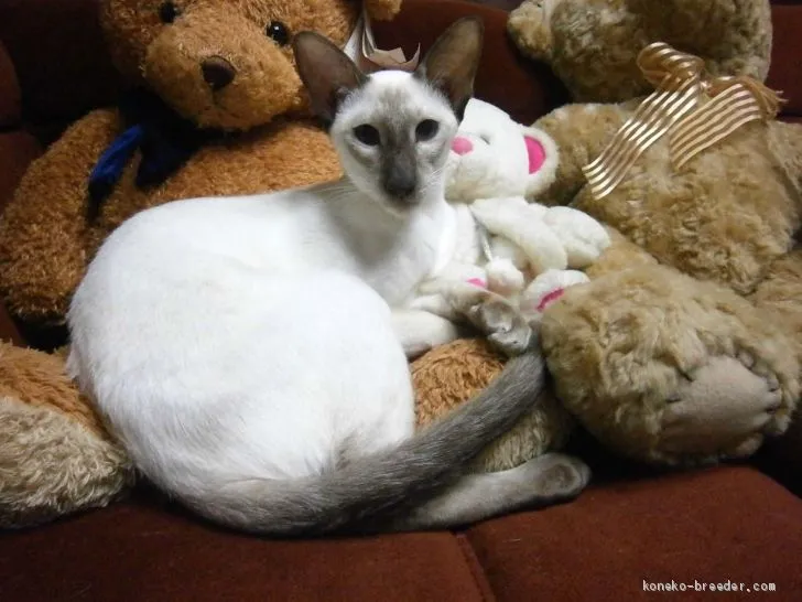 ID：1902-00738の子猫