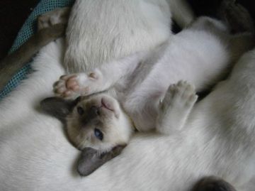 シャム(サイアミーズ)【三重県・女の子・2016年2月12日・チョコレートポイント】の写真「CFAピュアサイアミーズ」