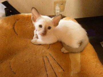 シャム(サイアミーズ)【三重県・女の子・2016年5月27日・チョコレートポイント】の写真「美人さん」