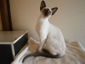 シャム(サイアミーズ)【三重県・男の子・2015年11月21日・チョコレートポイント】の写真「優秀血統の超甘えっ子」