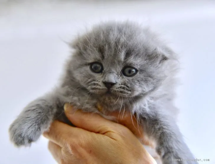 はる 様のお迎えした子猫