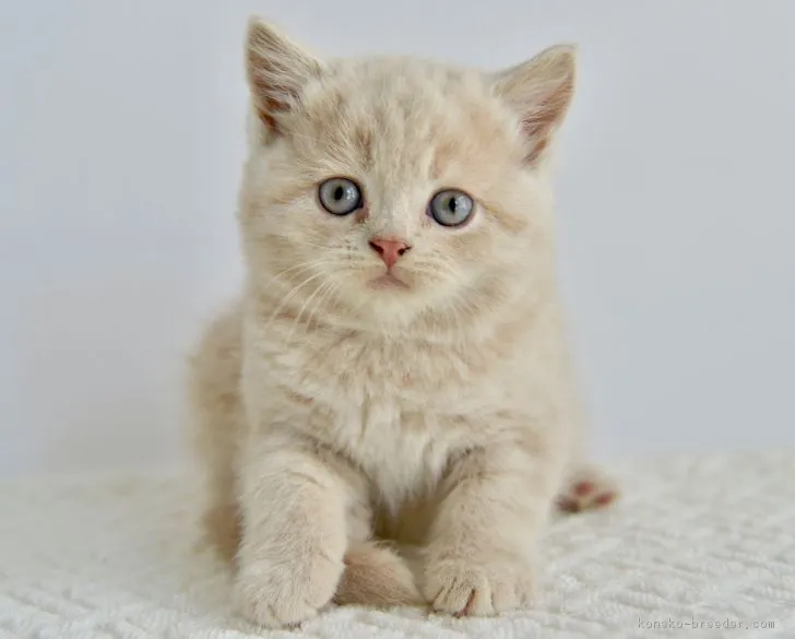 こてまま 様のお迎えした子猫