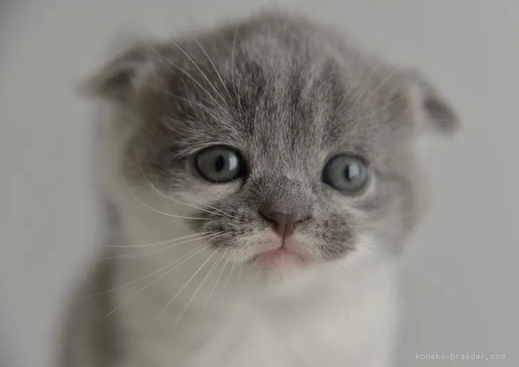 ID：1811-00307の子猫