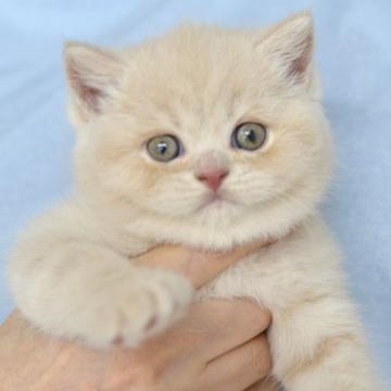 ブリティッシュショートヘア【千葉県・男の子・2022年6月11日・クリーム】の写真「父親似の逞しさ」