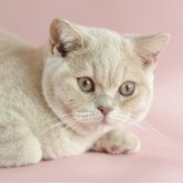 ブリティッシュショートヘア